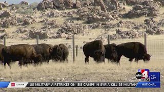 Antelope Island Bison herd getting auctioned off [upl. by Temple]