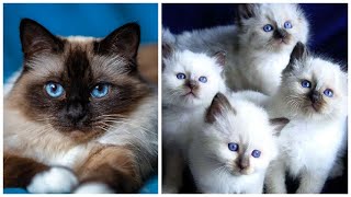 20 Interesting Facts about Birman Cats [upl. by Jat505]