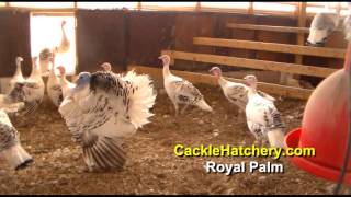 Royal Palm Turkey Breed Breeder Flock  Cackle Hatchery [upl. by Kramer]