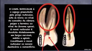 01 Aula 1 Anatomia dentaria para endodontia [upl. by Ely]