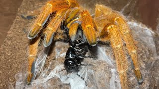 Orange baboon tarantula Pterinochilus murinus RCF [upl. by Stedmann64]