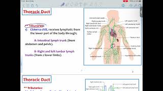 HLS Anatomy  Thoracic Duct And Spleen  Mutah [upl. by Graehl]