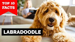 Labradoodle  Top 10 Facts [upl. by Shanahan]