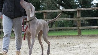 Luther  Weimaraner  2 Week Residential Dog Training at Adolescent Dogs [upl. by Nirehs]