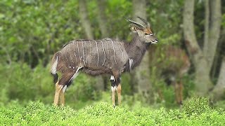 Nyala Antelope [upl. by Bautram]