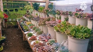 Part 3 Transferring amp Re arranging Succulents [upl. by Busch]