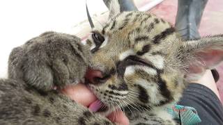 Adorable rescued ocelot cub purrs while suckling [upl. by Ailssa]