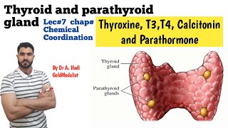 Thyroid and Parathyroid gland Thyroxine T3 T4 Calcitonin hyper and Hypo secretion [upl. by Llerroj]