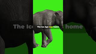 Uncovering the Ice Age Chilling Facts shorts shortsvideo iceage viral fyp [upl. by Lurleen]