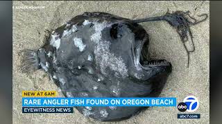 Rare angler fish washes up on Oregon Beach [upl. by Euqinorev972]