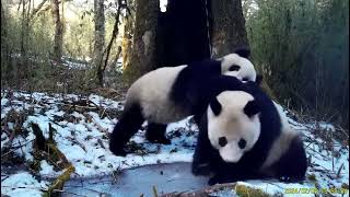 Wild giant pandas spotted in Sichuans Liangshan [upl. by Cecile]