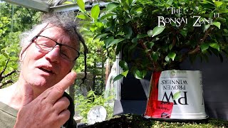 Ficus microcarpa Aerial Root Experiment Results The Bonsai Zone July 2024 [upl. by Gnat]