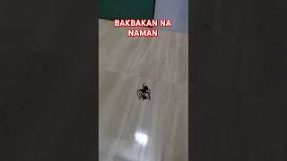 GAGAMBA FIGHT ITIM VS DILAW BAKBAKAN gagamba spider spiderderby gagambafight viralshorts [upl. by Eanehs]