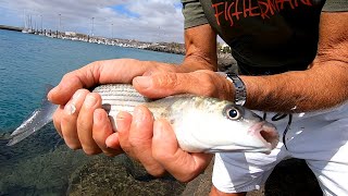 MIX DI TECNICHE DI PESCA Bombarda Spinning e Galleggiante Piombato Pescare in Mare [upl. by Ymmit178]