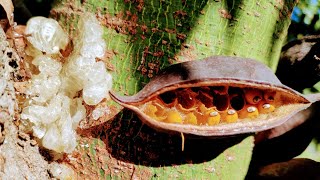 Kurrajong  Flame Tree Brachychiton populneus will kill you but has edible gum and seeds [upl. by Leamaj454]