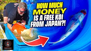 HOW MUCH IS A FREE KOI FROM JAPAN [upl. by Zeidman121]