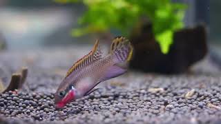 Pelvicachromis taeniatus NIGERIA RED [upl. by Trinity]