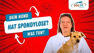 Spondylose beim Hund » Ursachen amp Behandlung erklärt von DOG FIT by PreThis® [upl. by Roddie697]