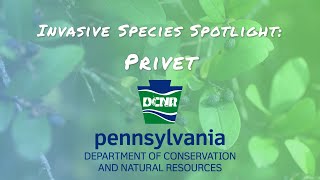 Invasive Species Spotlight  Privet [upl. by Orling637]