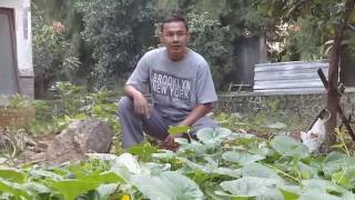 Agathis farm budidaya timun suri [upl. by Nylahsoj]