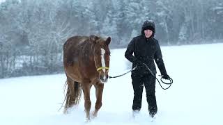 Cold Weather Equine Essentials  HorsesBFFcom [upl. by Suzie]