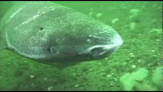 Greenland shark in the St Lawrence Estuary [upl. by Washington]