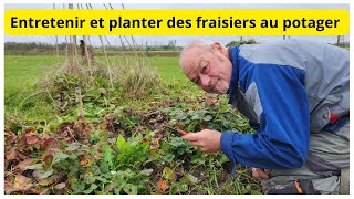 Comment entretenir vos fraisiers au potager [upl. by Halian]