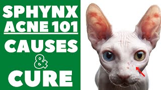 Sphynx Acne 101  Causes and Cure [upl. by Lemire]