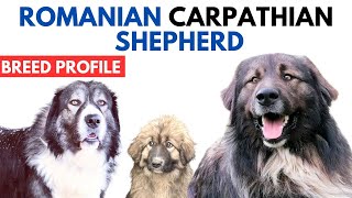 Romanian Carpathian Shepherd Breed Profile History  Price  Carpathian Shepherd Grooming Needs [upl. by Nnylecyoj]