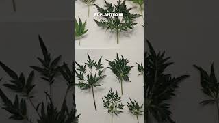 PLANTAS MUTANTES de CANNABIS mutaciones genéticas 420 [upl. by Hoyt]