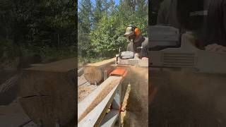 Sliced Up some Elm Slabs Perfect for Future Rustic Woodworking Projects [upl. by Bryon]