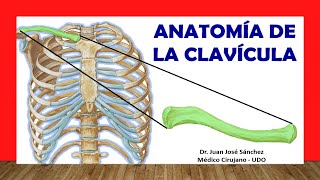 🥇 Anatomia de la CLAVÍCULA ¡Fácil Rápida y Sencilla [upl. by Titania20]