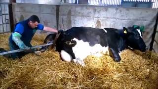 Gurteeen College  Calving Jack  an assisted delivery of a calf [upl. by Yauq]