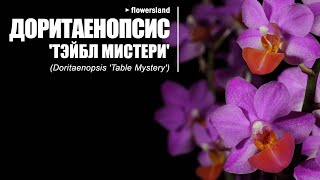 Доритаенопсис Тэйбл Мистери Doritaenopsis Table Mystery [upl. by Nerol]