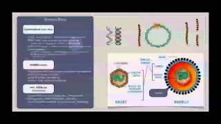 Basiskurs Mikrobiologie Viren Aufbau amp Struktur [upl. by Eissahc]