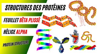 Niveaux de structure des protéines  Hélice alpha et feuillet bêta plissé [upl. by Christenson182]