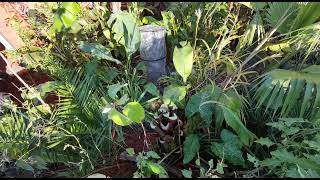 Overwintering Ensete Banana OUTDOORS UK [upl. by Ahsinehs]