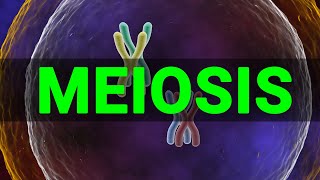 Meiosis 3D  Meiosis cell division I Meiosis and Mitosis Prophase Anaphase I Meataphse  Telophase [upl. by Stoneham]