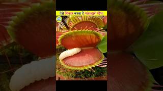 How Venus Flytrap Hunts  Explained In Hindi [upl. by Noryv]