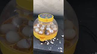 Wonderful Automatic Egg Incubator  Hatch chick [upl. by Assed78]