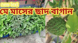 মে মাসের ছাদ বাগান । Chhad Bagan । Pampar Panchmishali । [upl. by Brittne]