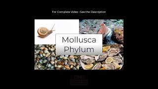 Mollusca Phylum I Species in News I Link for Complete video in Description [upl. by Doll]