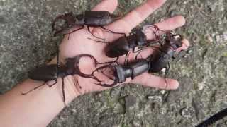 GIANT Lucanus cervus  Stag Beetle  Hirschkäfer [upl. by Yhpos]