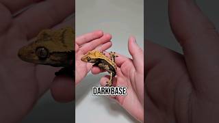 This Is One Nice Pinstripe Crested Gecko [upl. by Cave]