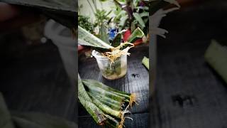 quotHow to Propagate a Snake Plant from Cuttings  Grow New Roots Easily 🌱 GardeningTips minivlog [upl. by Vitkun357]