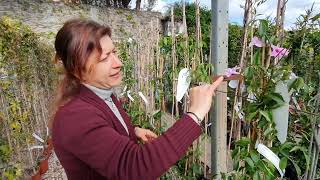 Piante rampicanti generose Ecco la PANDOREA jasminoides [upl. by Samala]