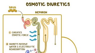 Pharmacology of Diuretics Osmotic Diuretics [upl. by Eleets963]