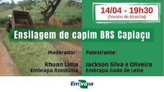 Live Ensilagem de capim BRS Capiaçu [upl. by Sadirah785]