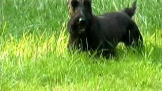 Scottish Terrier in his last week [upl. by Anerdna]