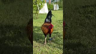 Roundhead gamefarm trending chicken shortvideo shorts short [upl. by Nahtiek]